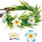 Hawaiian Flower Crown Set - 3 Pcs Hawaii Floral Headband and Tropical Plumeria Hair Clips